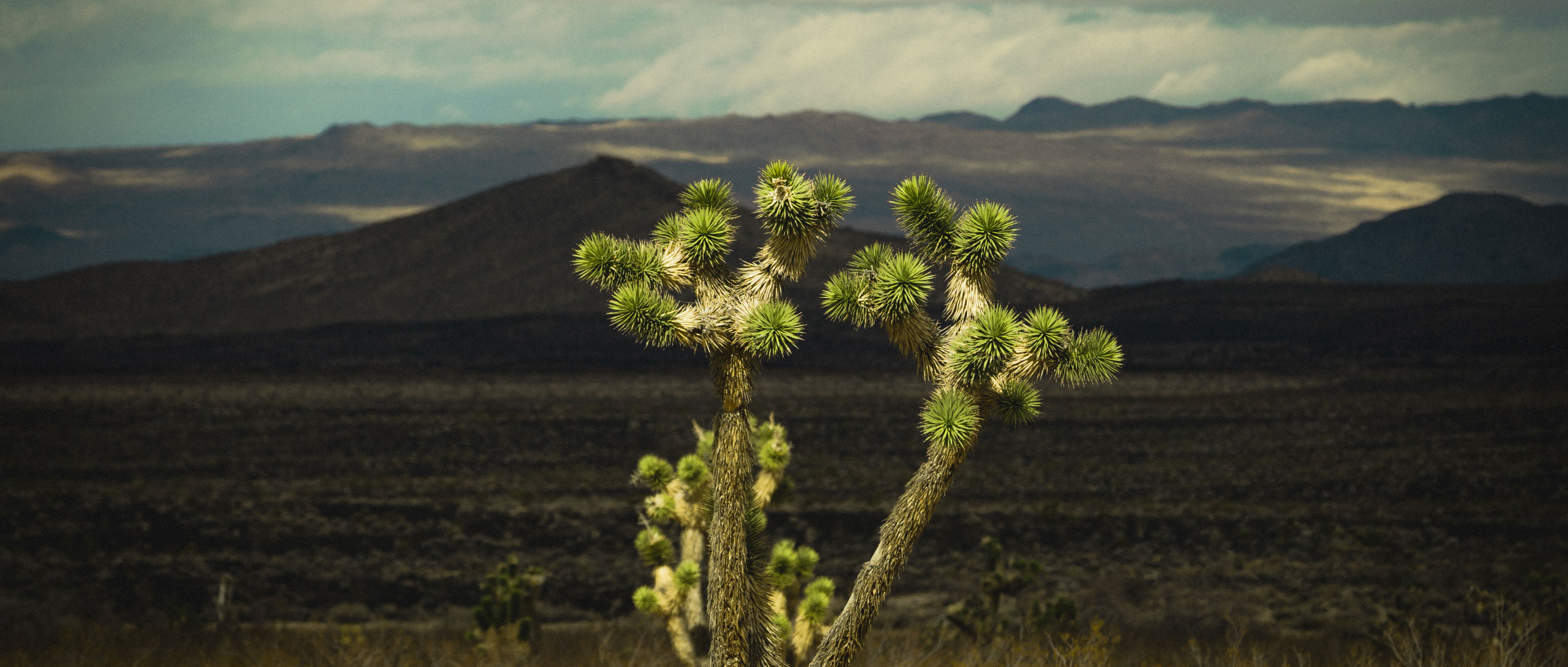 MOJAVE_ALTCINC_006